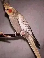 pearl_cockatiel_media.webp