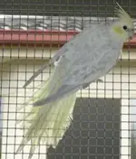 pastelface pastel silver pearl cockatiel.webp