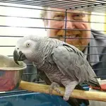 parrot1xq0.webp