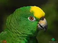 Wallpapers - Parrots - 15.webp