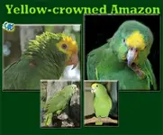 Yellow-crowned-Amazon.webp