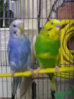 budgies.webp