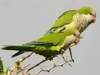 birds46[1].webp