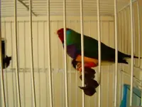 my new male Gouldian 001.webp