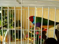 my new male Gouldian 002.webp