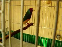 my new male Gouldian 003.webp