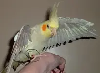 CockatielFlappingResized.webp