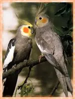 cockatiel3.webp