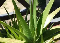 FileAloe Vera.jpg.webp