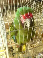 parrot9.webp