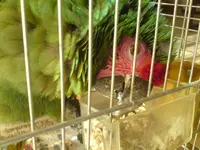 Parrot7.webp