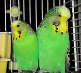 budgerigar-0087.webp