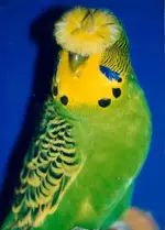 Budgerigar_-_Crested_English_kk.webp