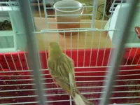 canari2.webp