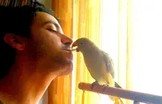 feeding tweety.webp