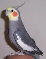 CockatielImage2.webp