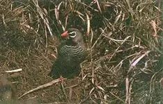 quail_finch.webp