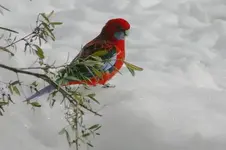 rosella in the snow.webp