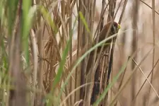 Black-breasted_Parrotbill_(Paradoxornis_flavirostris).webp