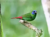 Blue faced Parrot finch.webp