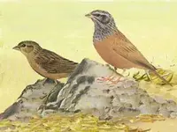 House bunting Emberiza Striolata.webp