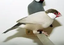 Fawn java sparrow.webp