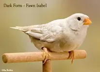 Zebra finch European Isabel.webp