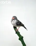 Grey singing finch.webp