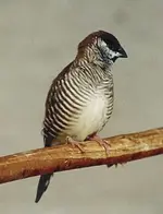 Cherry finch.webp