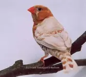 Zebra finch Orange breasted.webp