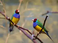 Blue red head Gouldian finch.webp