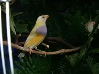 Yellow black head Gouldian finch.webp