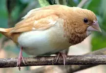 Society finch Pearl.webp