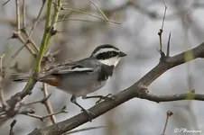 Ringed warbling finch.webp