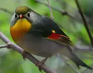 Pekin Robin.webp