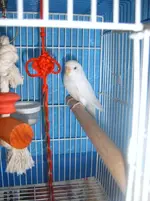 budgie 003.webp