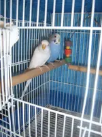 budgie 005.webp