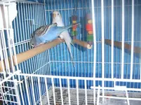 budgie 006.webp