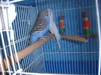 budgie 009.webp