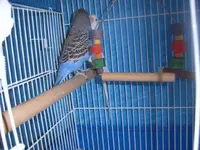 budgie 010.webp