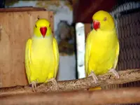 Lutino Indian Ringneck Pair 2.webp