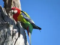 Eastern_Rosella.webp