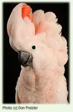 moluccan_cockatoo.webp