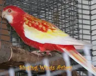 Rubino Golden Mantle Rosella Hen.JPG.webp