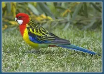 800-Eastern_Rosella_-_Australia.webp