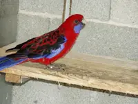 Crimson-Rosella-images-21.webp