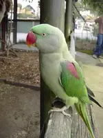 Alexandrine_Parakeet-Psittacula_eupatria-Symbio_wildlife_park-NSW.webp