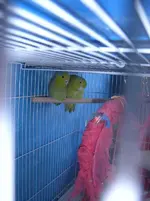 parrotlets 003.webp