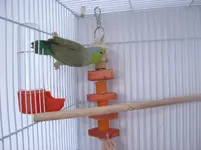 parrotlets 018.webp