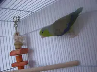 parrotlets 019.webp